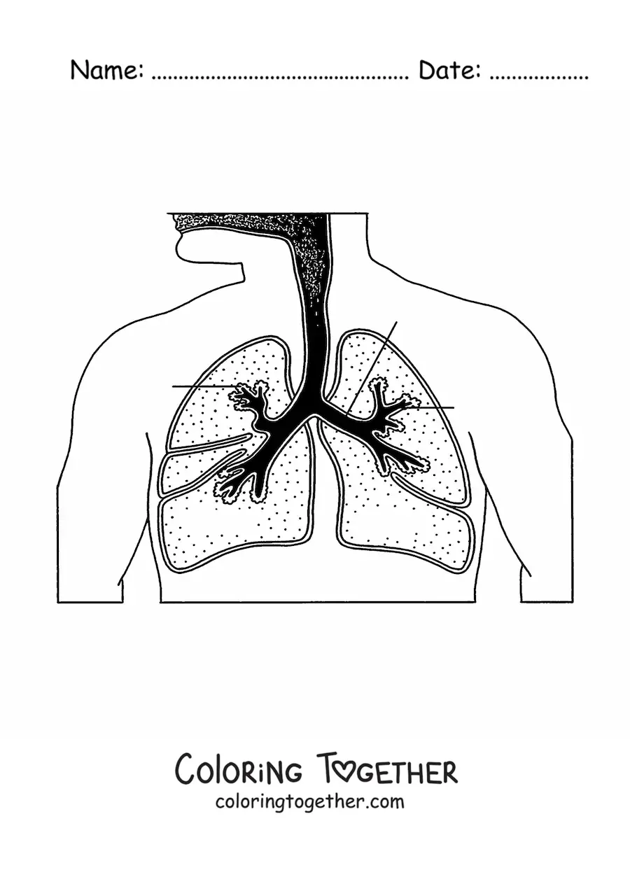 Coloring page of the respiratory system with arrows pointing to its parts
