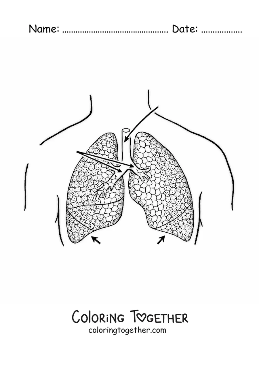 Coloring page of lungs with arrows pointing to their parts