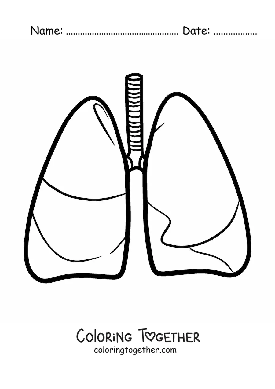 Coloring page of a pair of simple human lungs