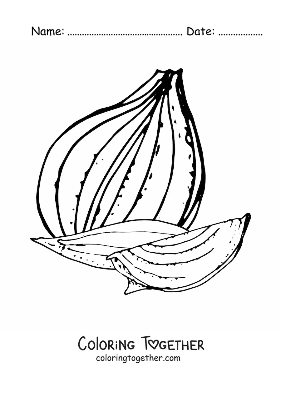 Coloring page of onion pieces