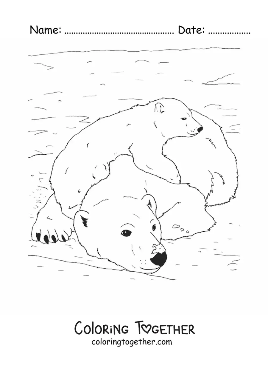 Coloring page of realistic polar bears