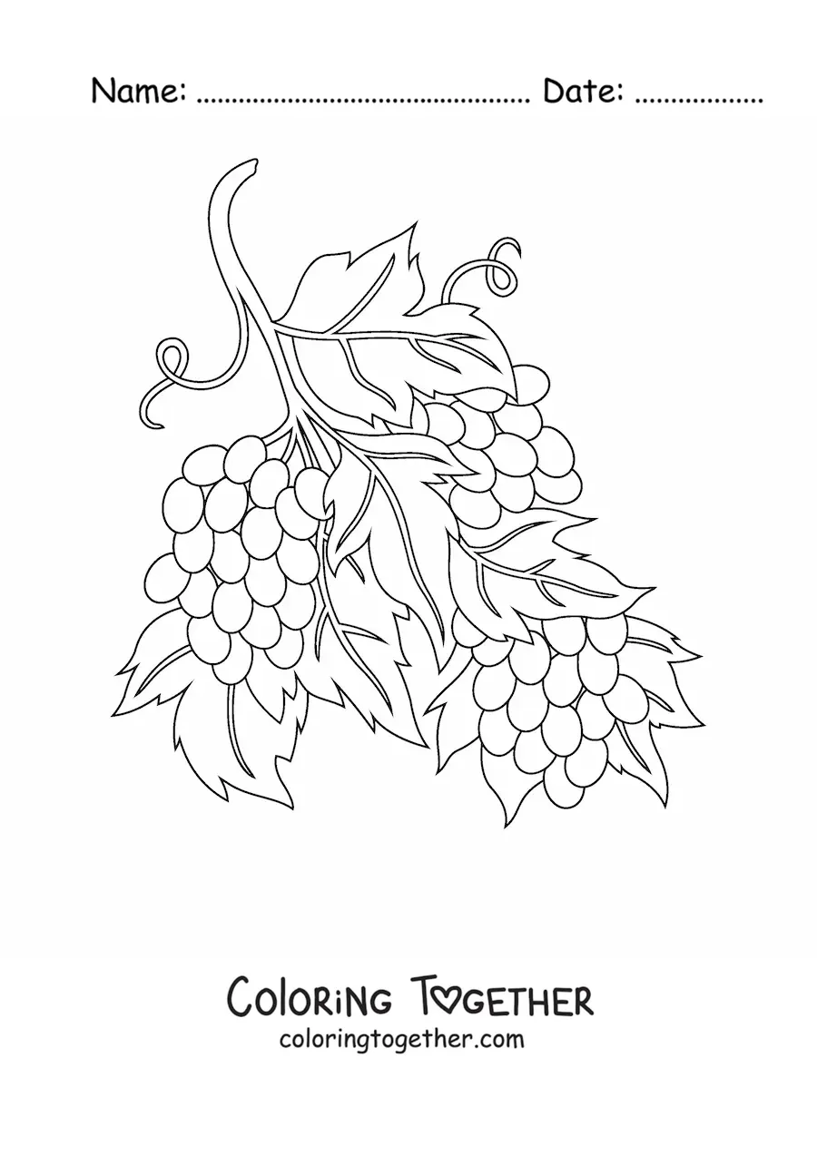 Coloring page of three bunches of grapes on the vine