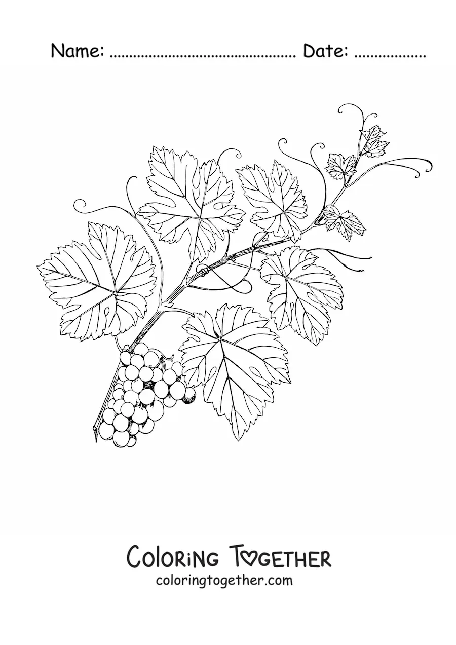 Coloring page of a leafy grapevine