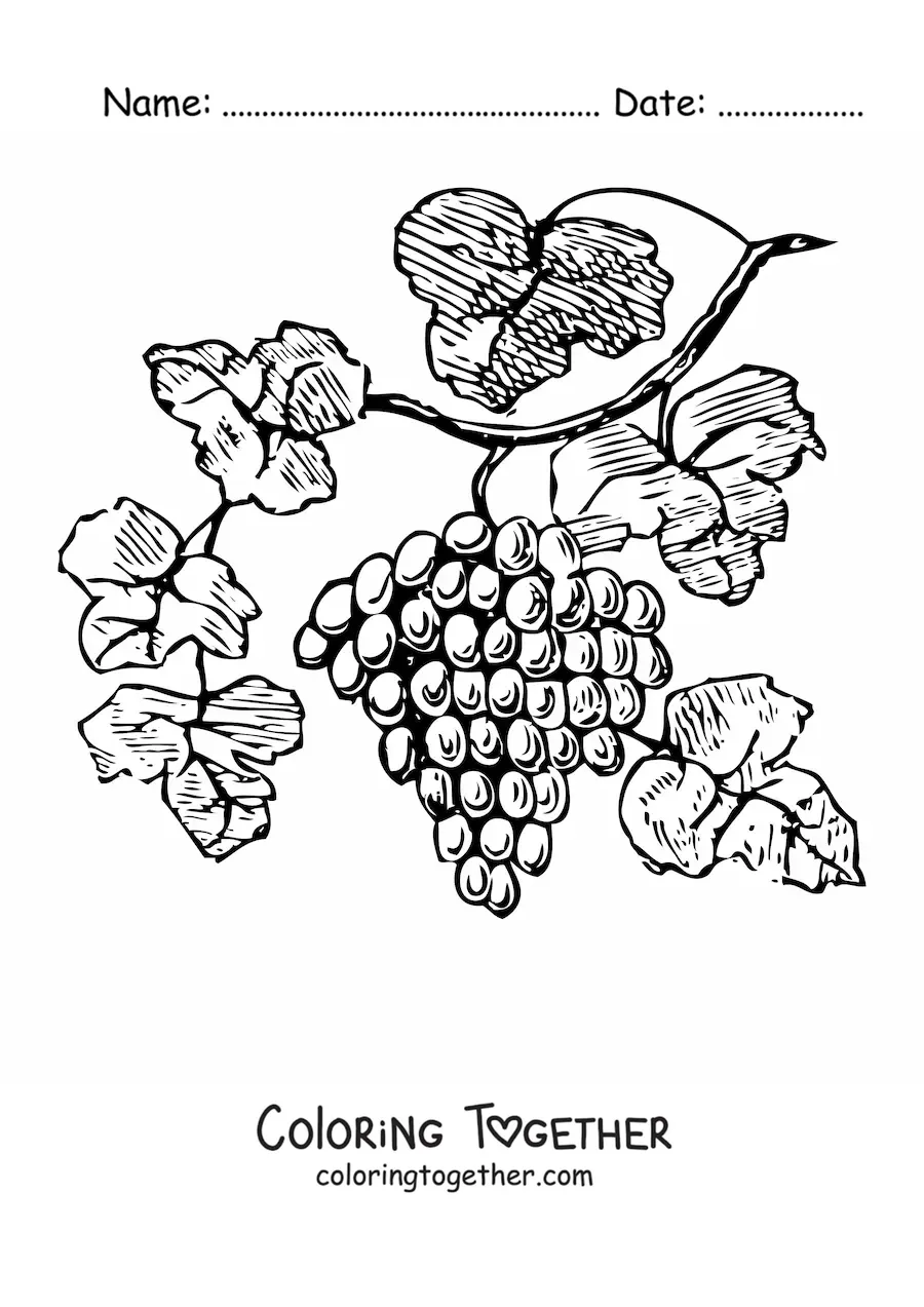 Coloring page of grapes on a vine with leaves