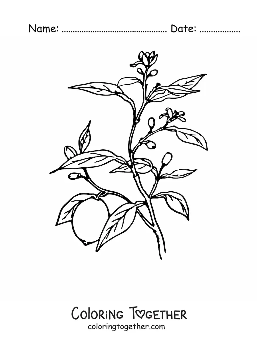 Coloring page of a branch of a lemon tree