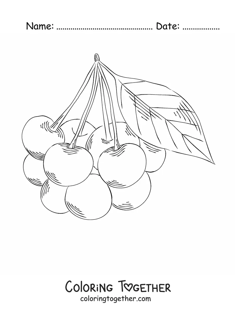 Coloring page of a bunch of cherries