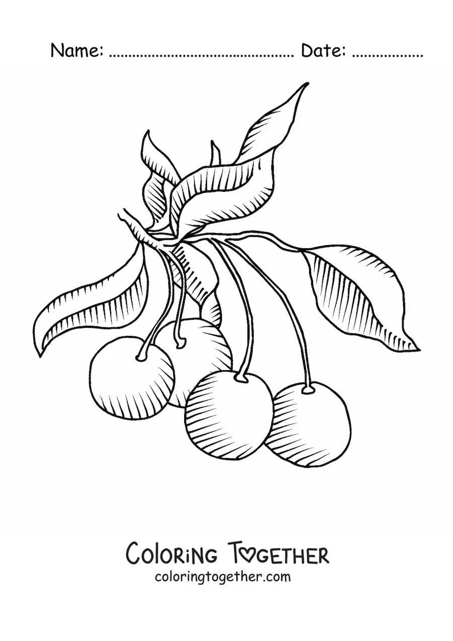 Coloring page of a cherry tree branch with several cherries