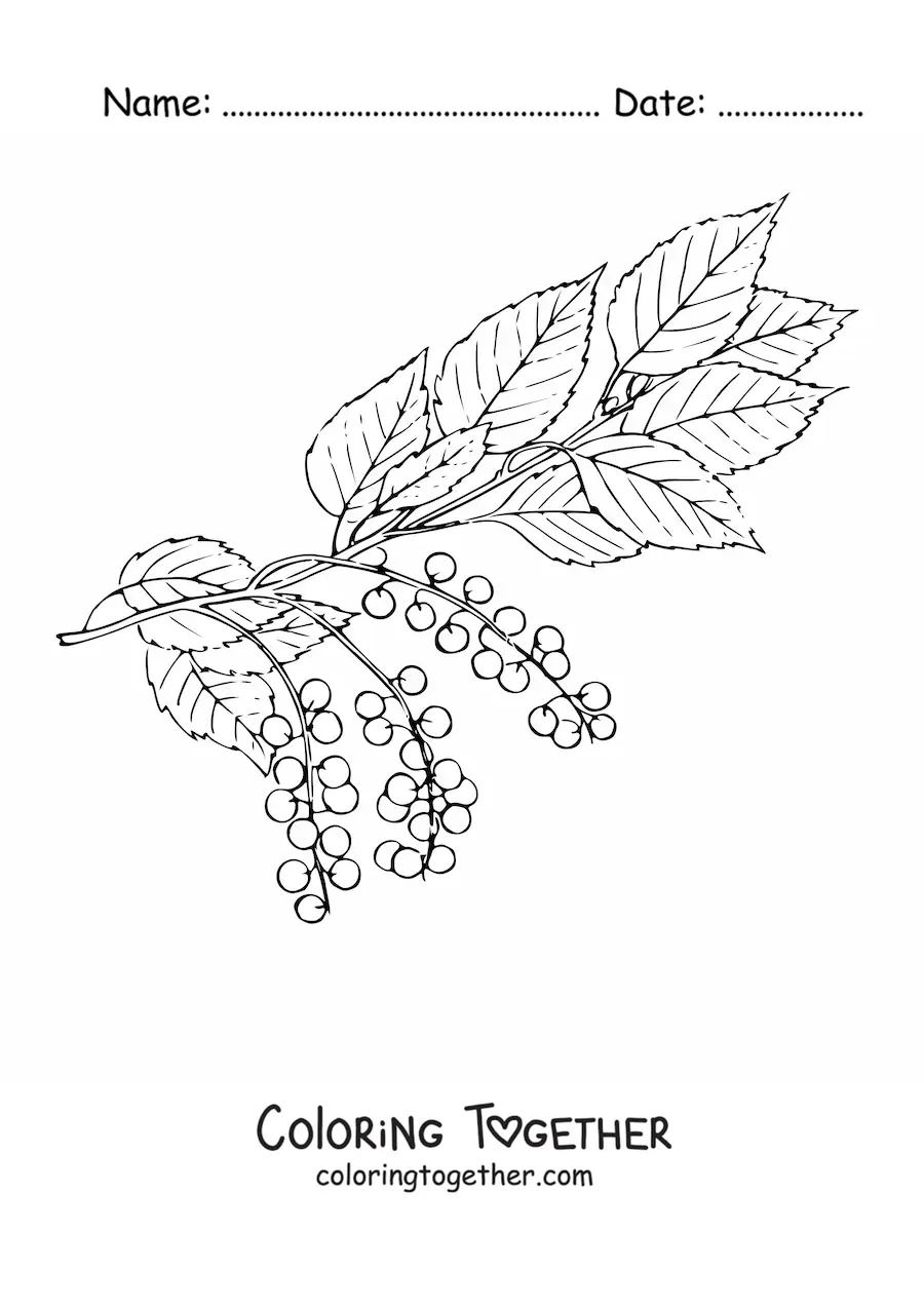 Coloring page of a cherry tree branch with leaves and small cherries