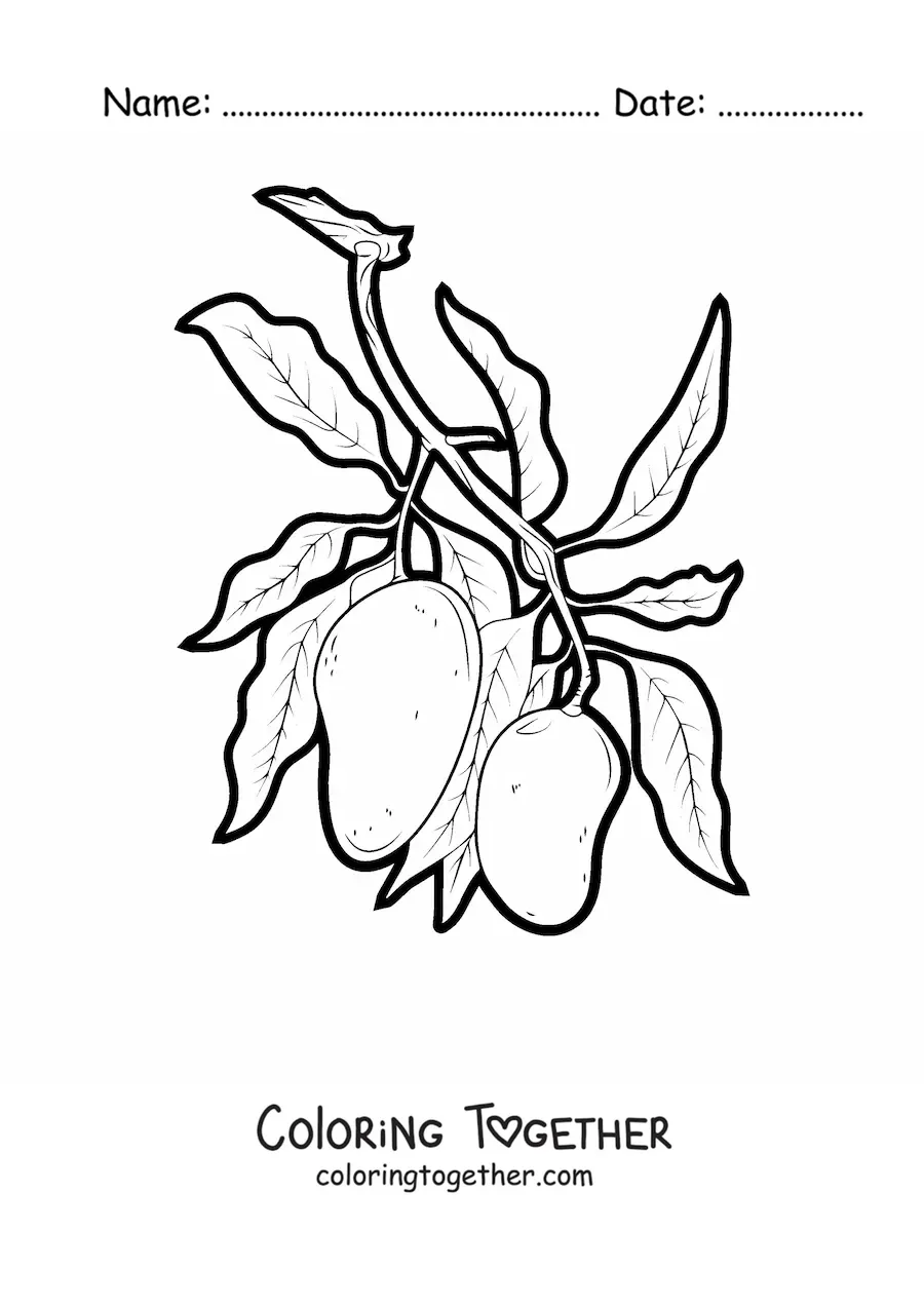 Coloring page of a mango tree branch with two mangoes hanging