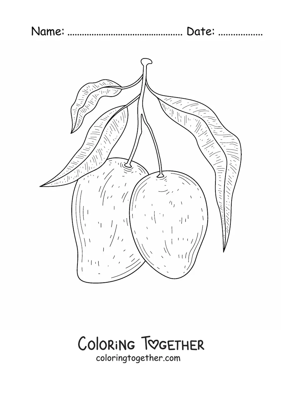Coloring page of a mango tree branch with two mangoes hanging