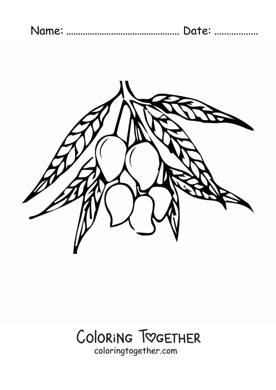 Coloring page of a mango tree branch with several mangoes hanging