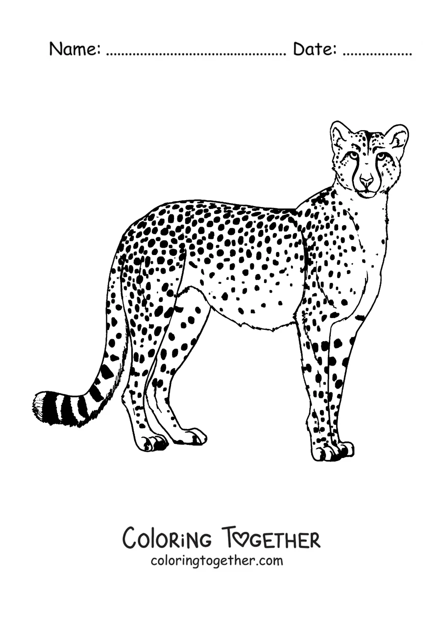 Coloring page of a cheetah standing and showing its spots