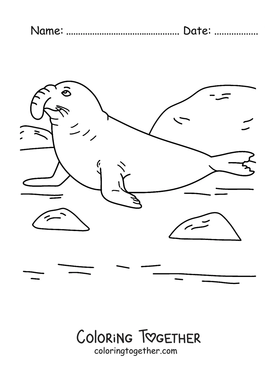 Coloring page of an elephant seal on the beach