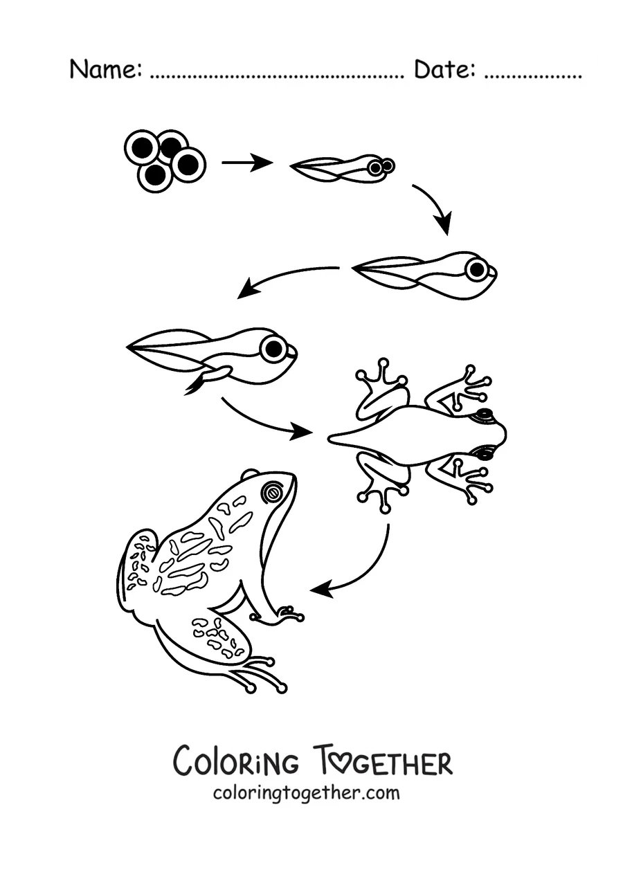 Coloring page of the frog life cycle from egg to adult frog