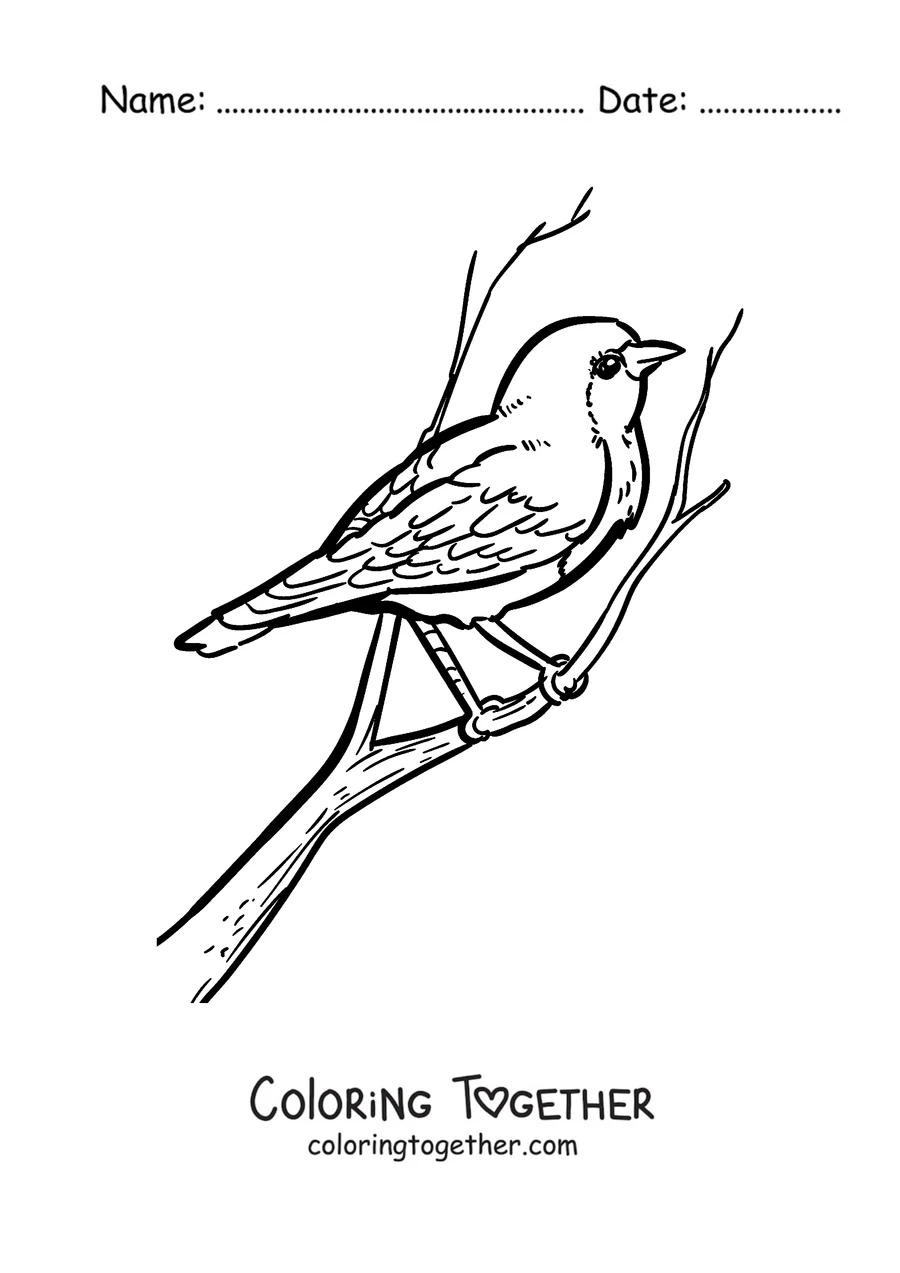 Coloring page of a robin in profile on a branch