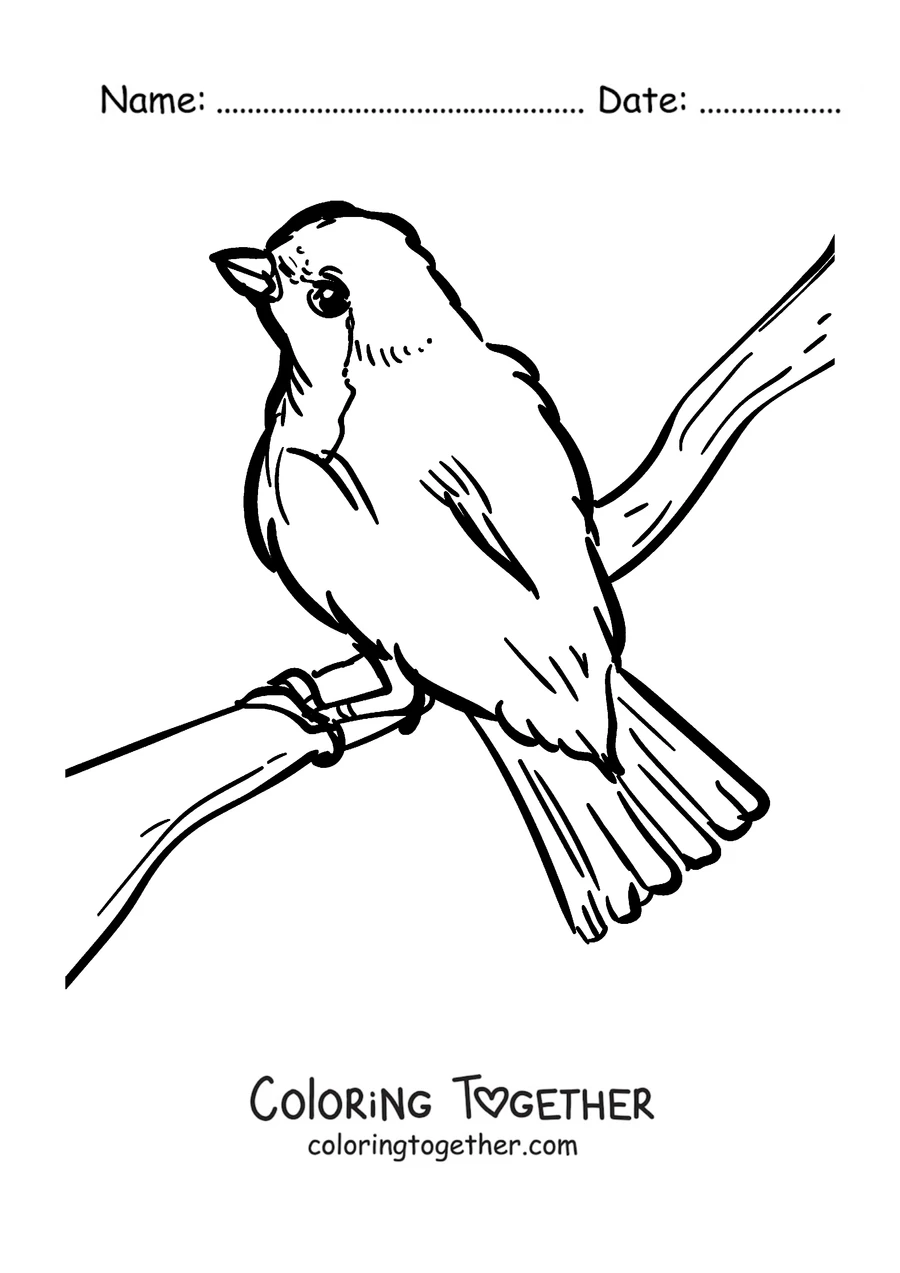 Coloring page of a robin perched looking up