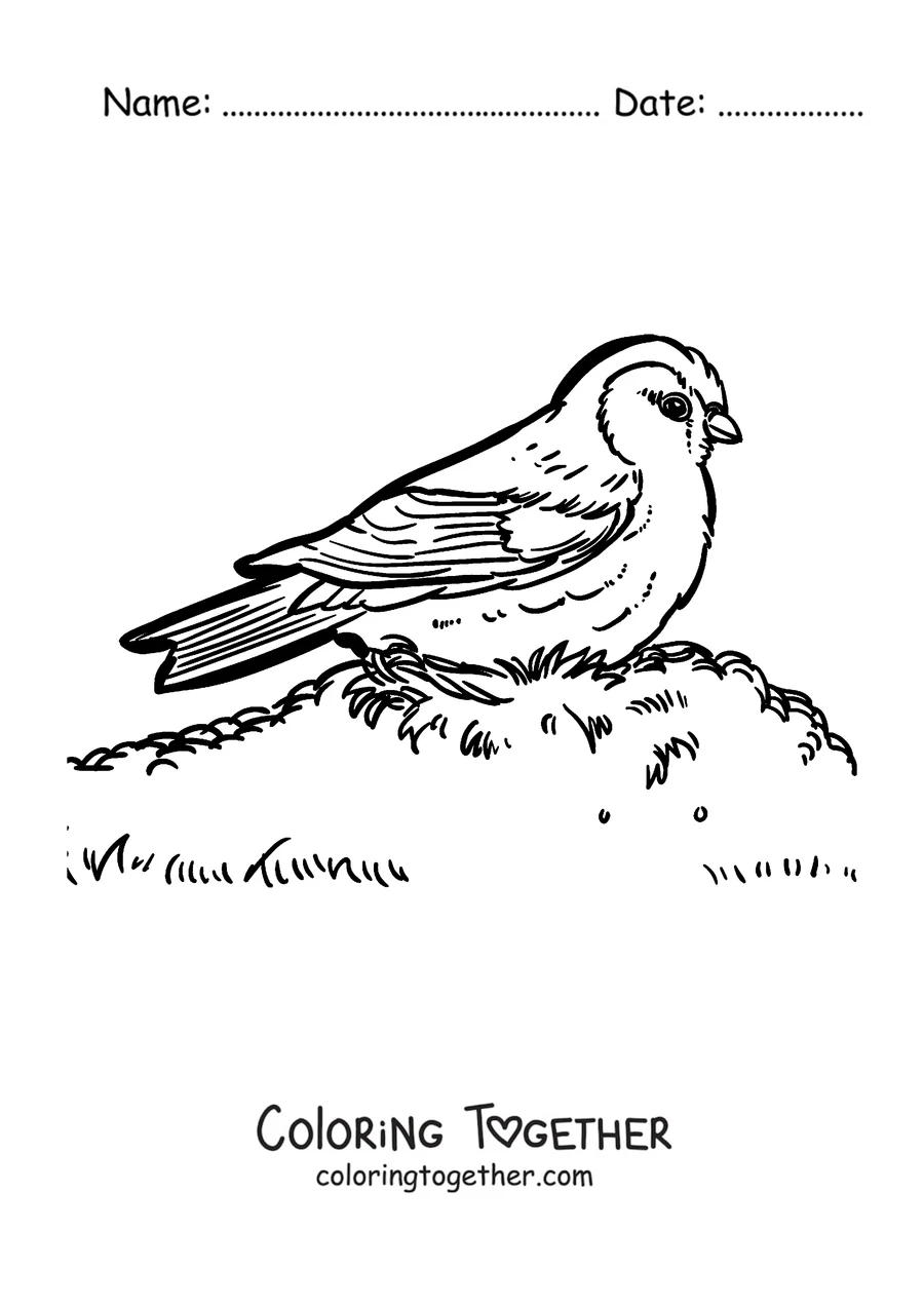 Coloring page of a robin standing on the grass
