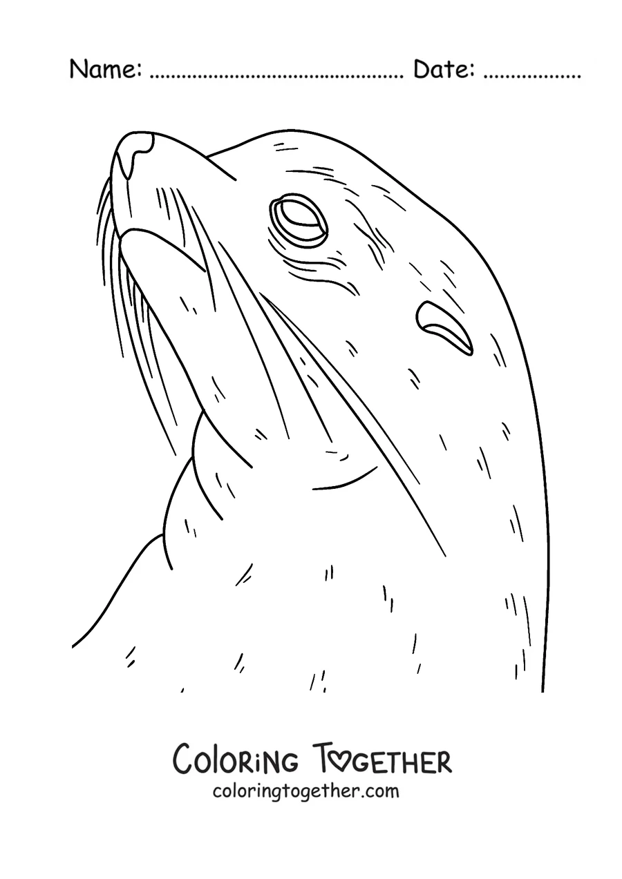Coloring page of a seal’s face with its whiskers