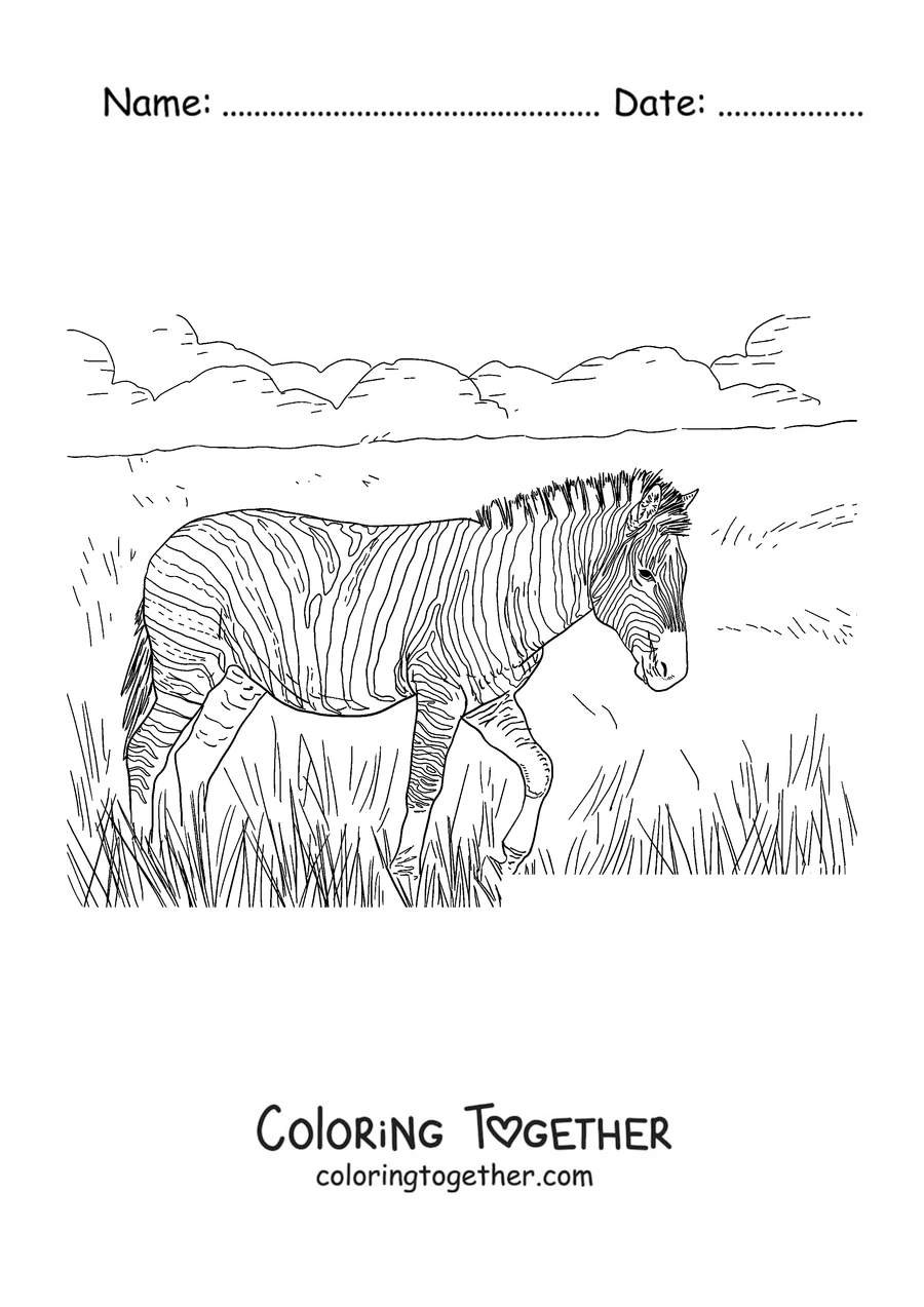 Coloring page of a zebra walking through the tall grass