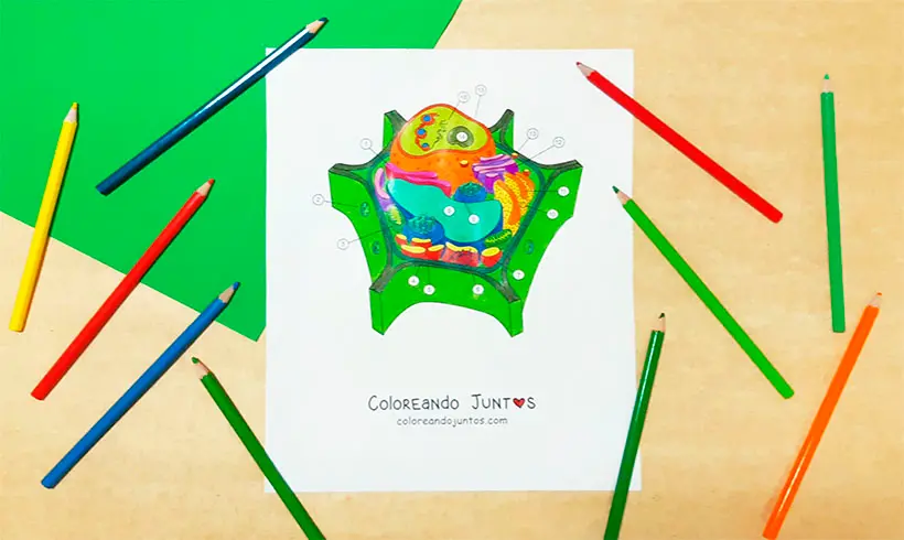 Drawing of a cell colored by Coloring Together