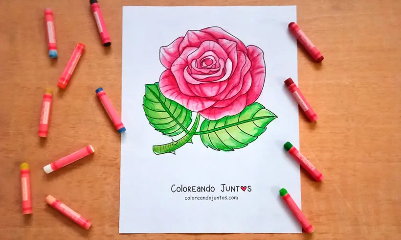 Drawing of a rose colored by Coloring Together