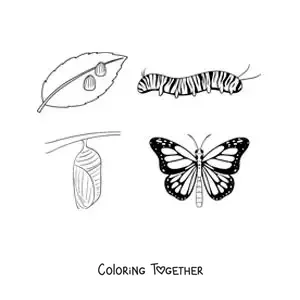 Coloring page of the life cycle of the butterfly