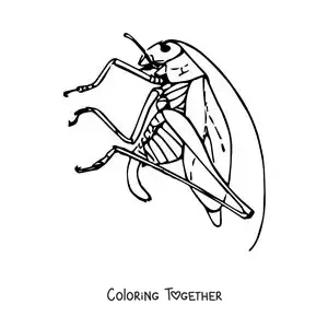 Coloring page of a realistic grasshopper