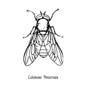 Coloring page of a big realistic housefly