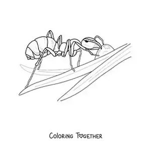 Coloring page of an ant working on a leaf