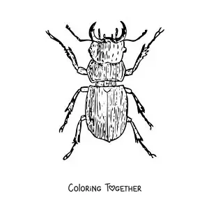 Coloring page of a realistic dung beetle