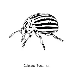 Coloring page of a realistic potato beetle