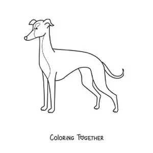 Coloring page of an Italian greyhound