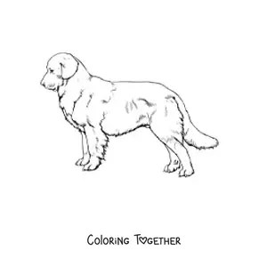 Coloring page of a realistic golden retriever