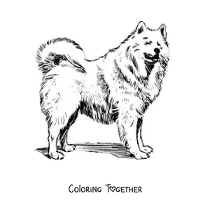 Coloring page of a realistic samoyed