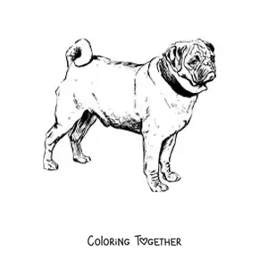 Coloring page of a realistic pug