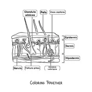 Coloring page of the parts of the skin as the organ of the sense of touch