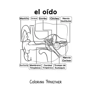 Coloring page of the parts of the hearing organ