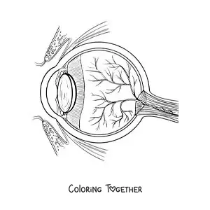Coloring page of the parts of the human eye