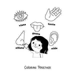 Coloring page of the organs of the 5 senses in cartoon style for kids