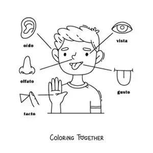 Coloring page of the 5 senses in the human body for kids