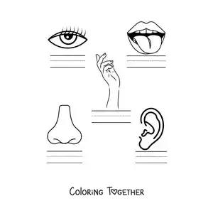 Coloring page of an educational activity about the five senses