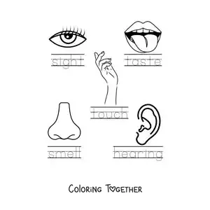 Coloring page of an educational activity about the five senses in English