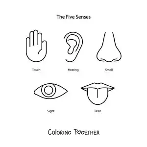Coloring page of the five senses in English for kids