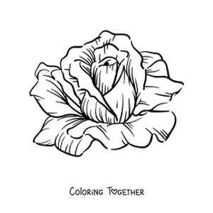 Coloring page of a large realistic rose