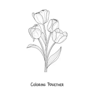 Coloring page of four realistic tulips