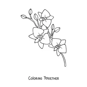 Coloring page of a branch of phalaenopsis orchids