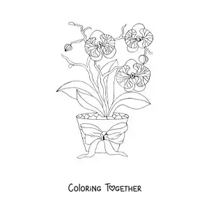 Coloring page of three phalaenopsis orchids in a flowerpot