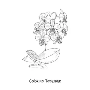 Coloring page of several phalaenopsis orchids with leaves