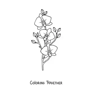 Coloring page of a branch of three phalaenopsis orchids