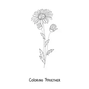 Coloring page of a daisy and its buds